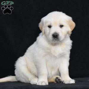 Warren, English Cream Golden Retriever Puppy